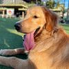 lifeoflemonest