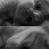 toyya_tayya