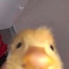 ludicrous_donut