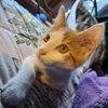 spitfirethecat
