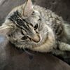 ninelives84