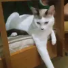 fernandatintino11