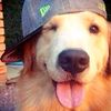 iswaggydoggo