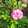 may.zin0752