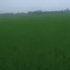 rajabali6460