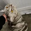 jinohuu