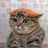 docng03