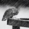 moazch_313