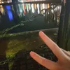 littlepaws82