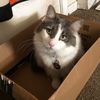 pet_mom7380