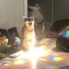 interdimensional_cat15