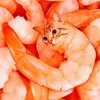 prawn_cat01