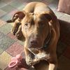 dieselthepitbull85