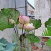 baokhanh01021990