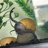 frank_the_snail