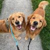 the.golden.gaggle