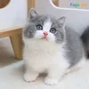 meowmeowiamcat