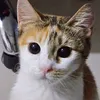 littlekattyyy