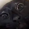 .blackcatroblox