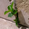 bent_doukaliya