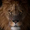lioninwhite