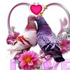 ahmedali920yy5