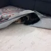 vghcgbbh