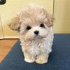 medeea_3013a
