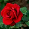 maria.helena.silv284