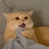 anhphuong29112