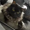pippychu