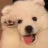 thanhnhu0507