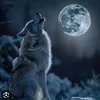 wolfinagrr