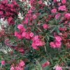 timocha.bz
