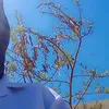 nh_313i