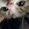 _ajim.1