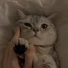 pleeshay