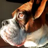 rokoboxer