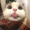 _haphw.cute