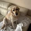 marco.barcella