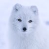 arcticfox6952