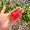 food_plants