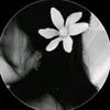 nln_m1