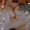 user14057135636558