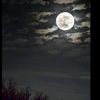 abood__728