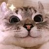 mountain_cat_dino872