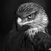 rashed9714