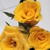 mariyafathor