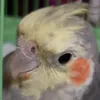 zloy_popugay228