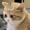 vanbiunek